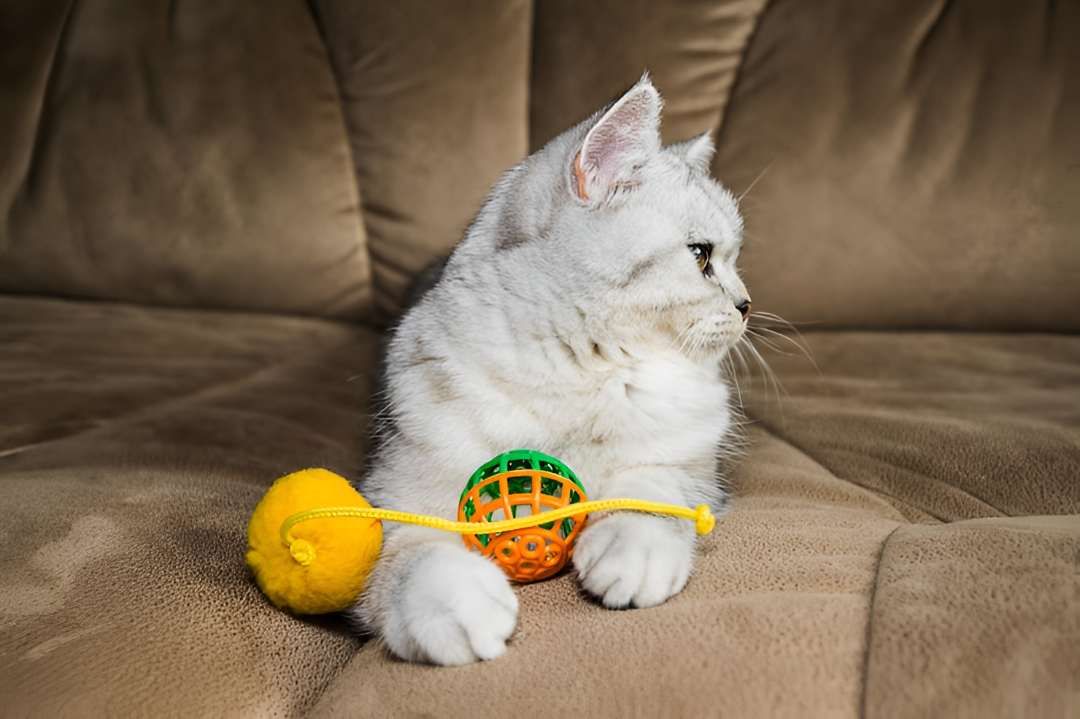 Toys That Boost Your Pet’s Happiness